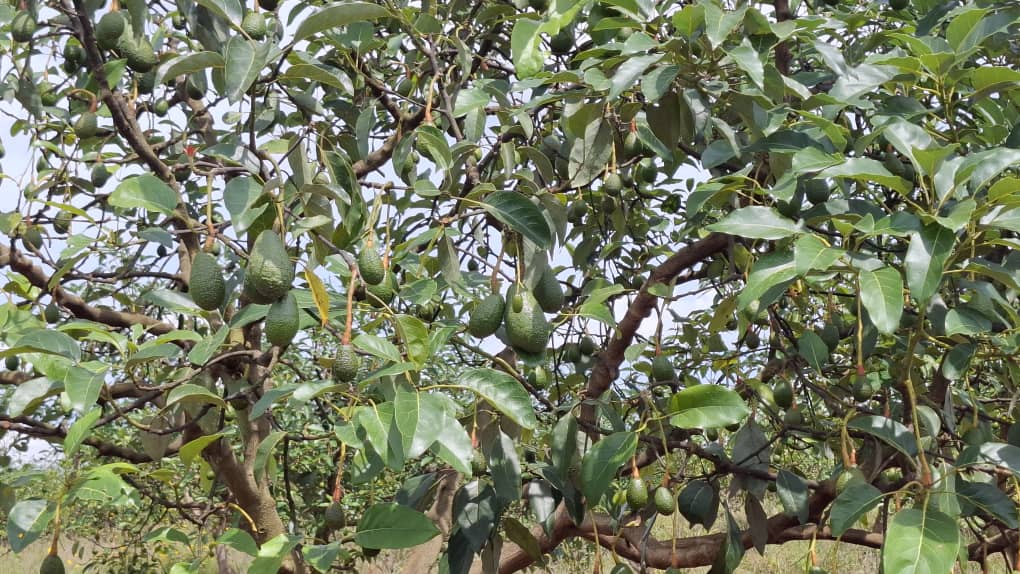 Organic avocado tree with fruit on branches