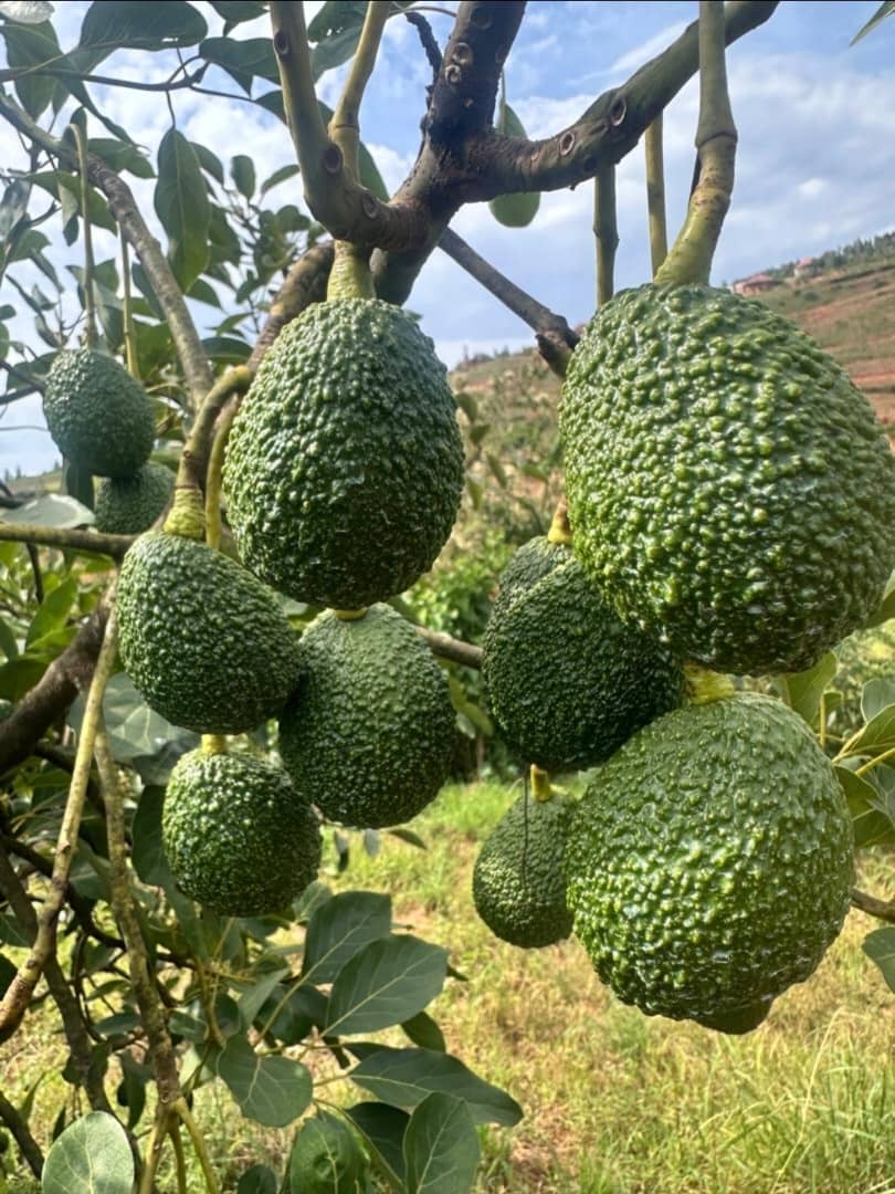 Premium Avocados 1