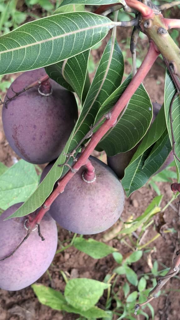 Premium mangoes displayed for quality inspection