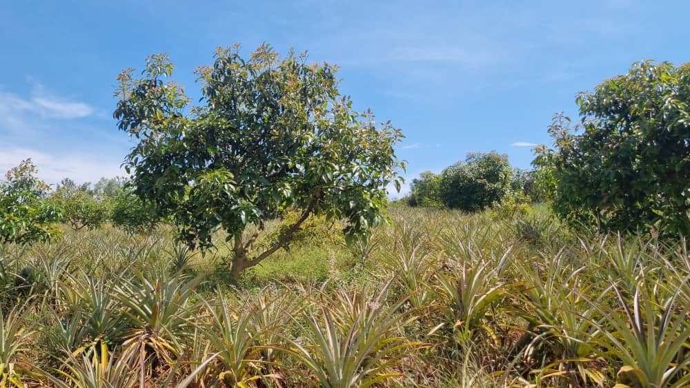 Pineapple fields under the morning sun