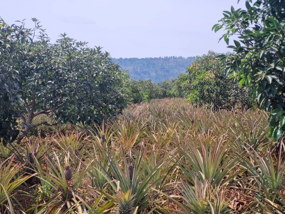 Premium Pineapples 1