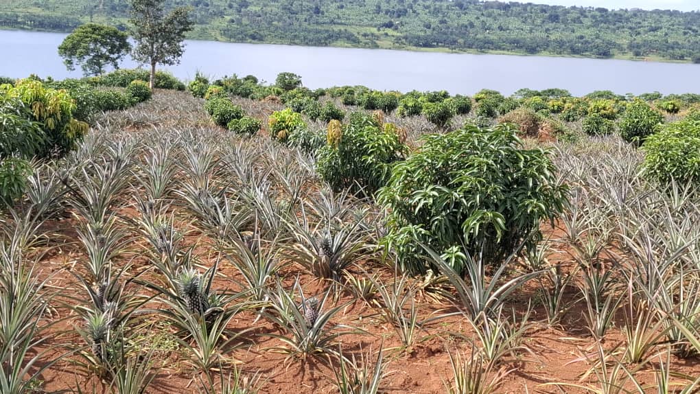 Premium Pineapples 2